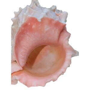 Pink Murex Conch Shell Display Seashell Coastal Beach Home Shell Decor